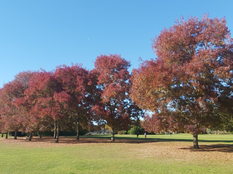 Autumnal trees