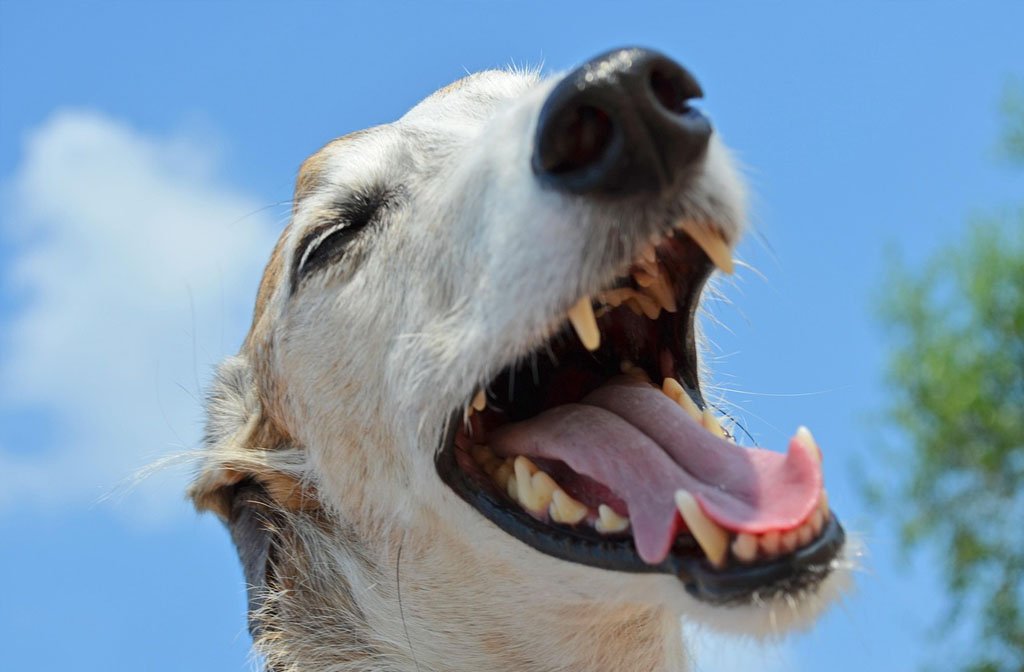 A close up of a happy dog with its mouth open