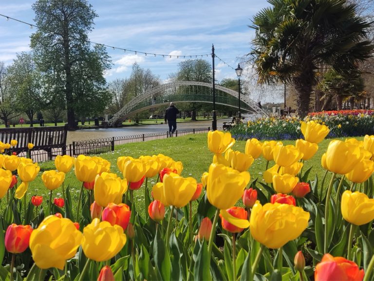 Flowers tulips along the Embankment Bedford near suspension bridge over River Great Ouse