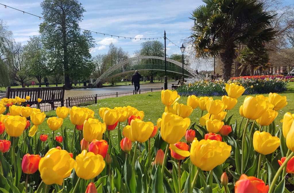 Flowers tulips along the Embankment Bedford near suspension bridge over River Great Ouse
