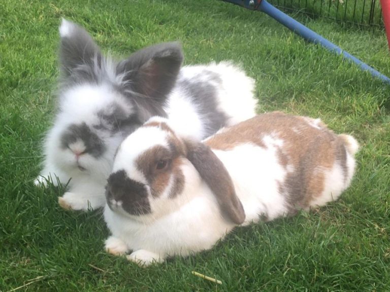 Fluffy Bramble and his brown and white bunny 'wife' and felllow rescue Primrose