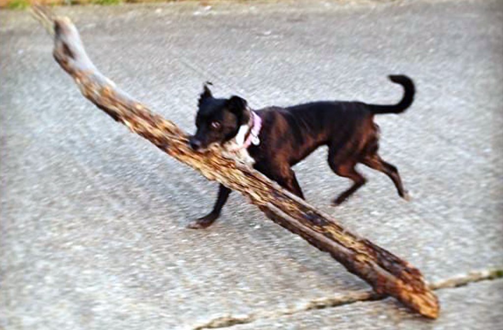 Heidi big stick