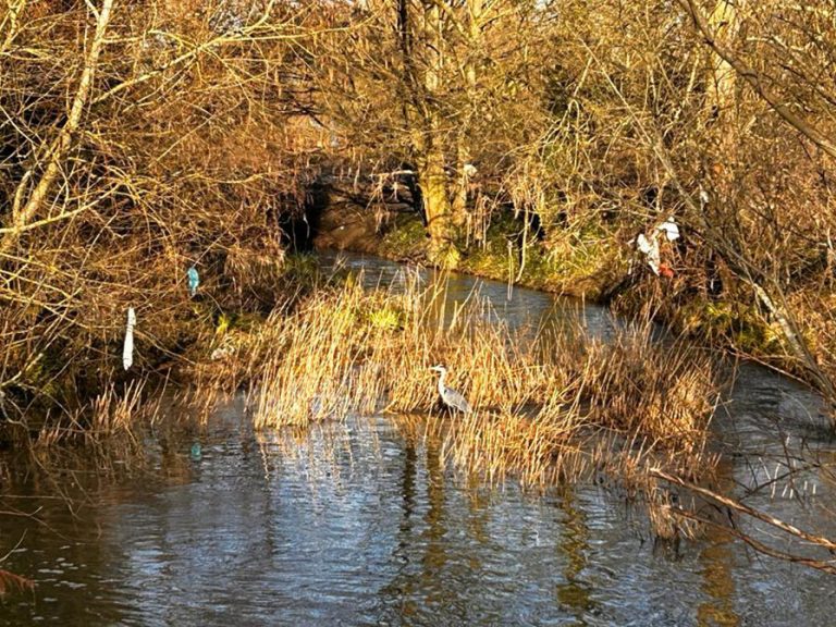 Heron surrounded by plastic rubbish on River Great Ouse. Image: Carrie Scrivener-Leask