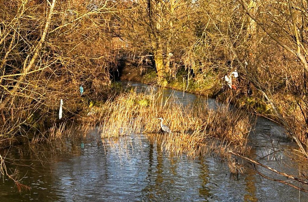 Heron surrounded by plastic rubbish on River Great Ouse. Image: Carrie Scrivener-Leask