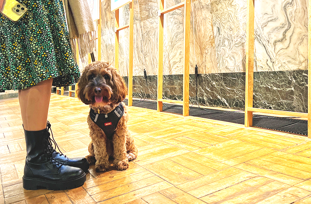 Misty on an adventure in London to see an exhibition of Kevin Davies' David Bowie photographs curated by Dylan Jones at Fitzrovia Chapel. Image: Paul Hutchinson