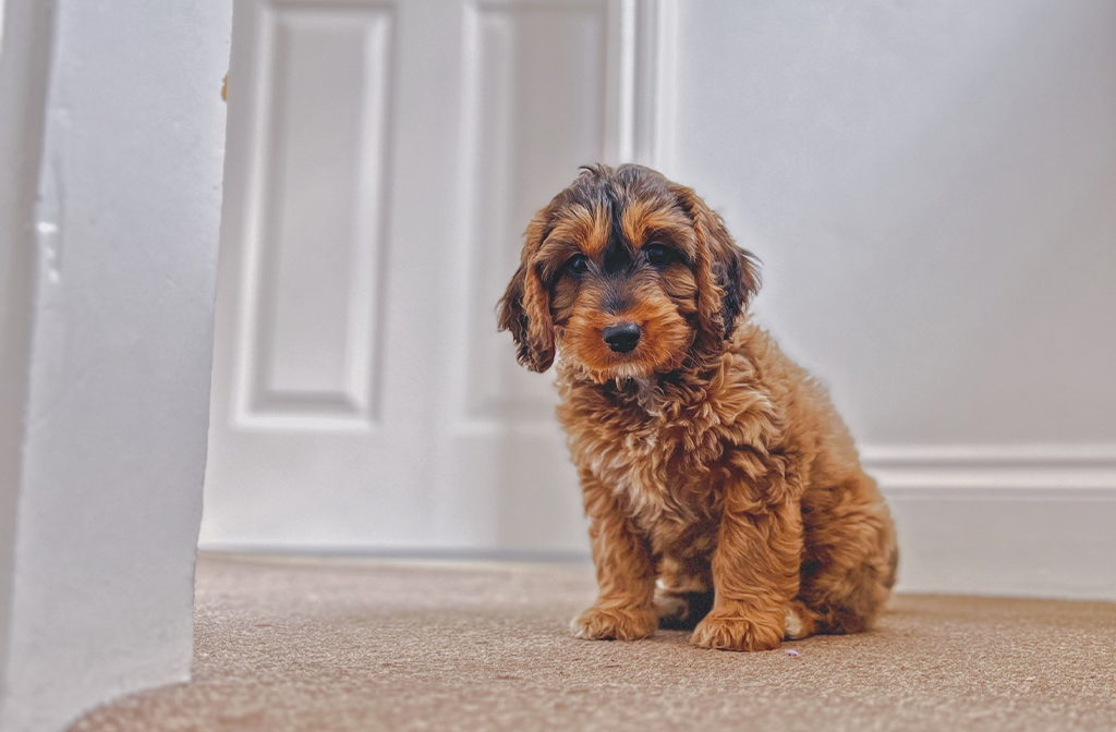 Misty the first time she managed to climb the stairs. Image: Paul Hutchinson