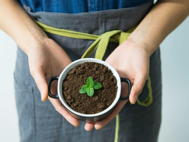 Person Holding Cup With Green Plant Image Cats Coming Pexels