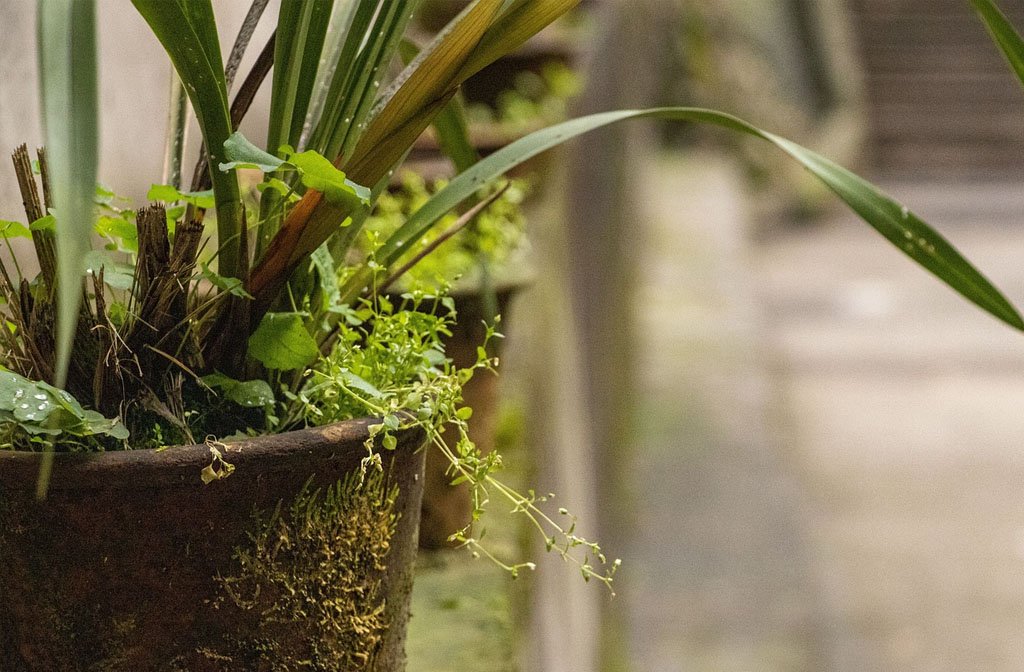 A potted plant