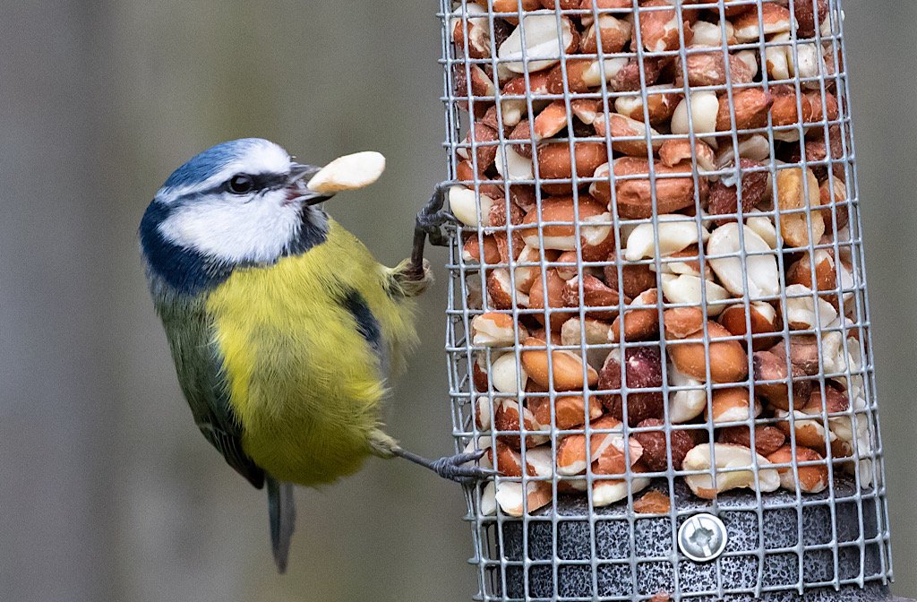 RSPB Big Garden Birdwatch