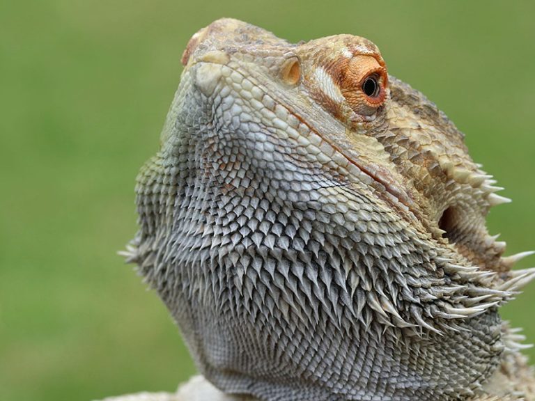 Bearded dragon: Bearded dragon (c) Teaching Talons