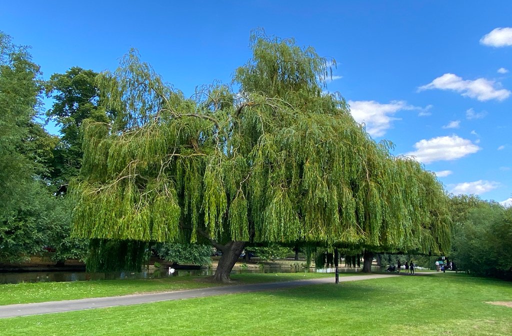 Trees along The Embankment with their lockdown haircuts