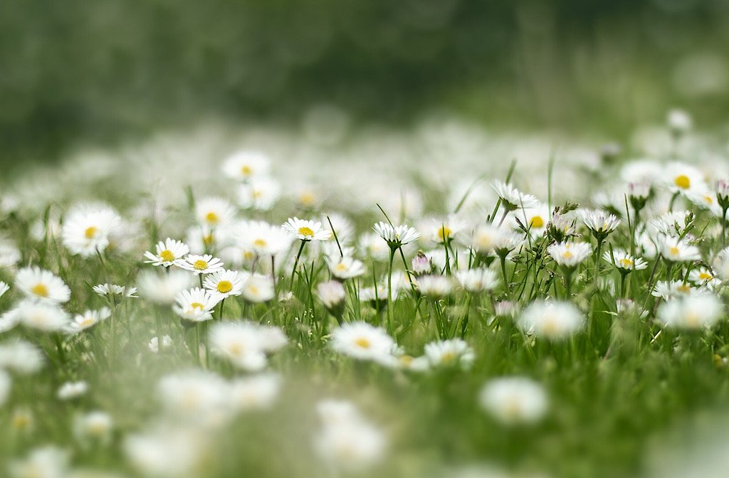 A close up of a meadow full of daisies