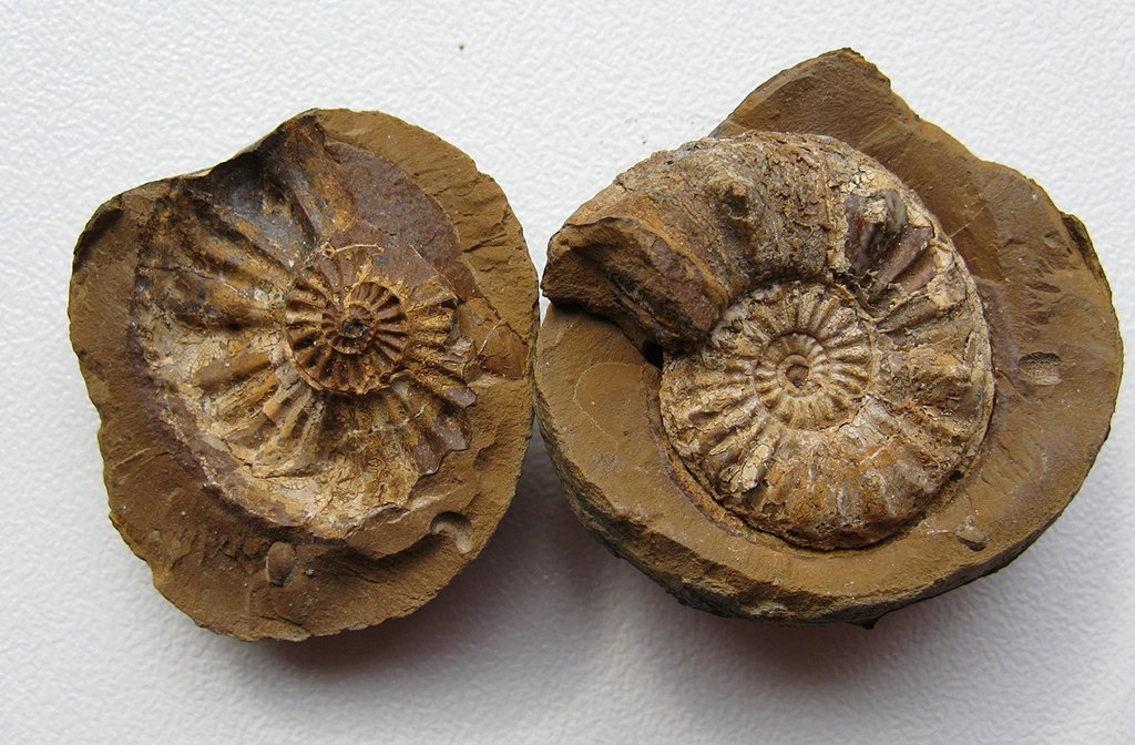 Two ammonite fossils