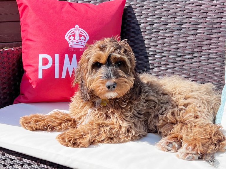 Misty the Cockerpoo relaxing on a garden seat in the sun. a Pimms pillow is in the background. Misty is looking at the camera and seems calm and happy. Image Bedford Independent