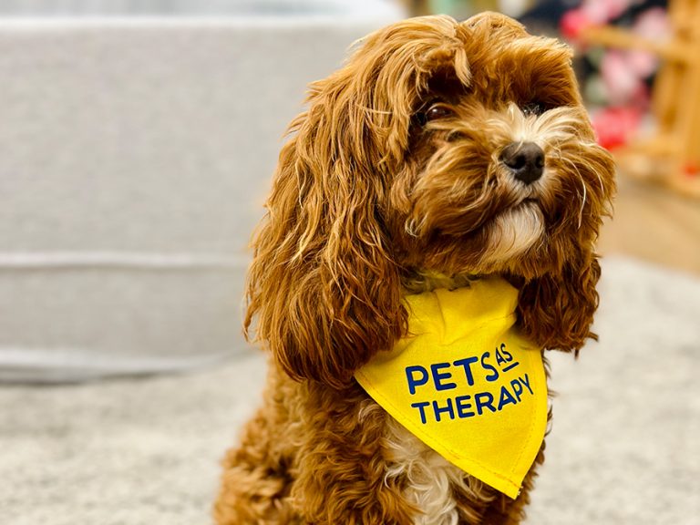 Ruby the therapy dog. Image Polam School