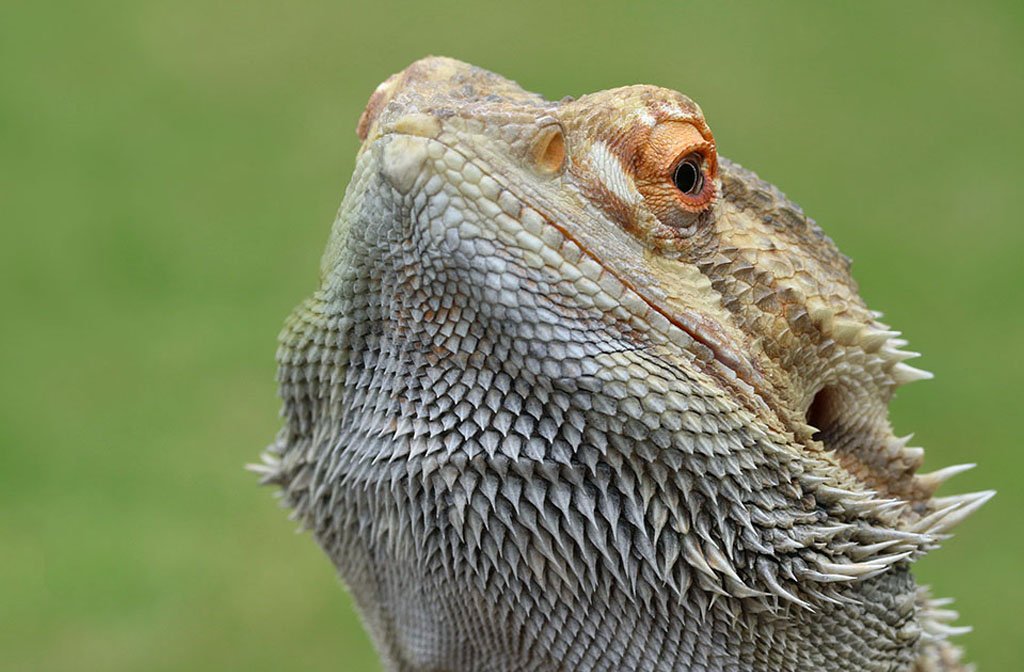 Teaching Talons' bearded dragon. Image Teaching Talons