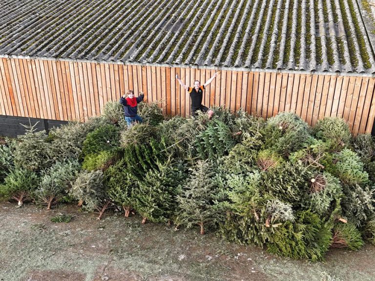 Sue Ryder's Christmas Treecycling (Bedfordshire and Borders) volunteers from Paul Brown Garden Maintenance standing on top of a pile of Christmas Trees. Image: Sue Ryder