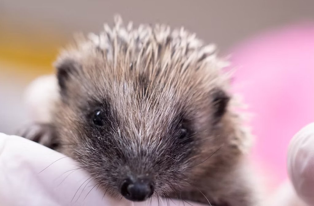 A baby hedgehog snuggled in a blanket