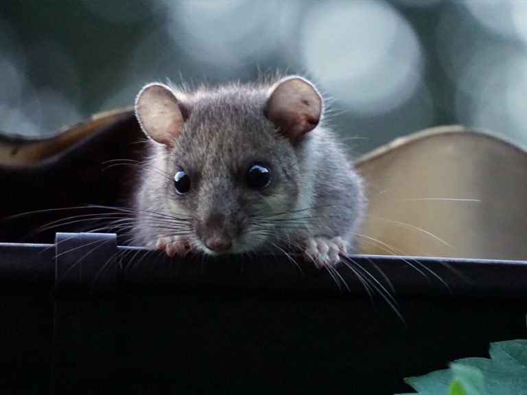 A dormouse peeking over a ledge