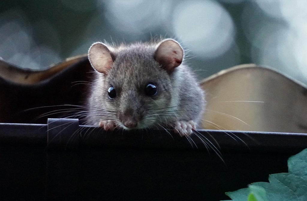 A dormouse peeking over a ledge