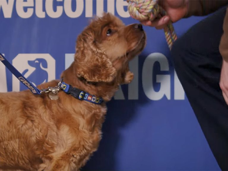 Screenshot from the RSPCA Christmas film 2025 featuring the voice of Bedford's Tom Grennan and rescue dog Betty who is seen receiving a toy. Image: RSPCA