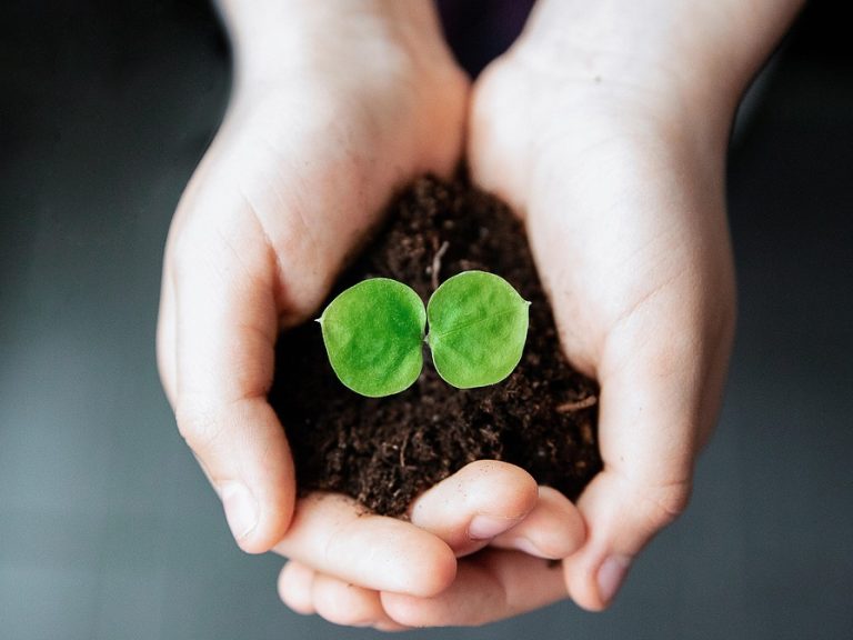 Small seedling being held by a pair of hands