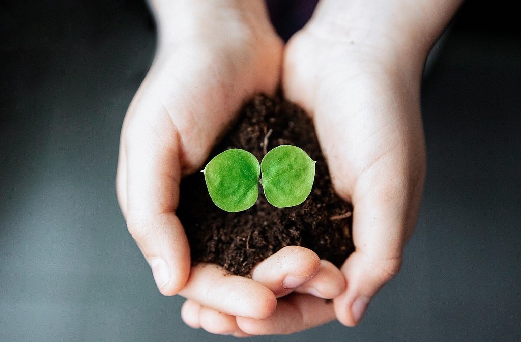 Small seedling being held by a pair of hands