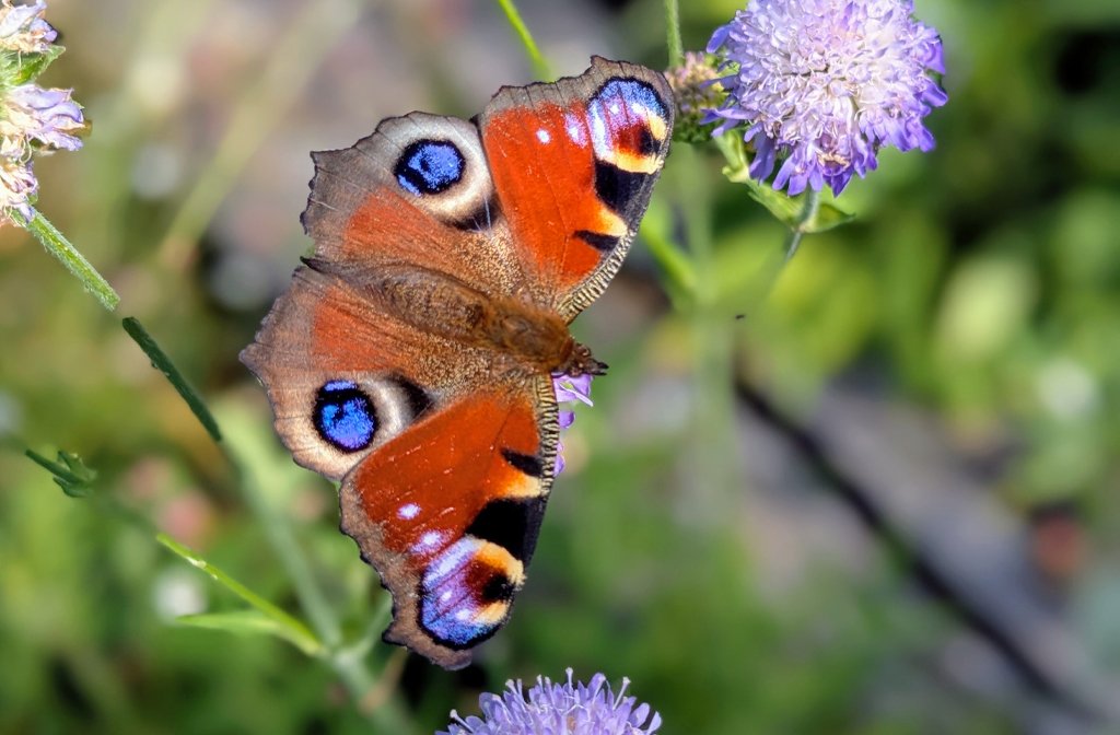 Butterflies in the wildflower meadow at Kathy Brown's Garden. Image Kathy Brown