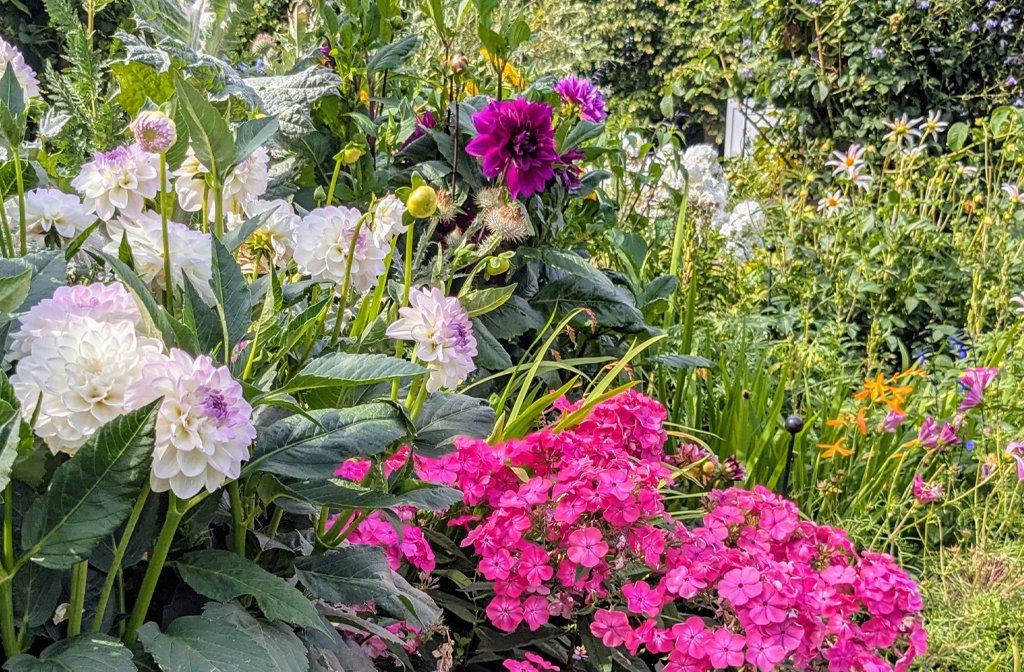 A riot of pink flowers in the borders at Kathy Brown's Garden in Stevington