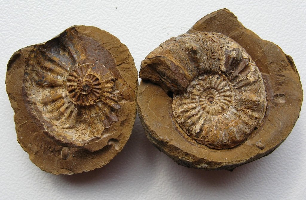 A pair of fossils
