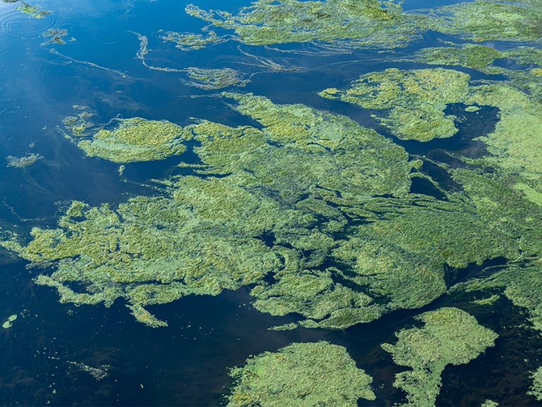 A drought-induced blue-green algae formation (stock photo). Image Juergen Wackenhut ShutterstockImage: Juergen Wackenhut/Shutterstock.