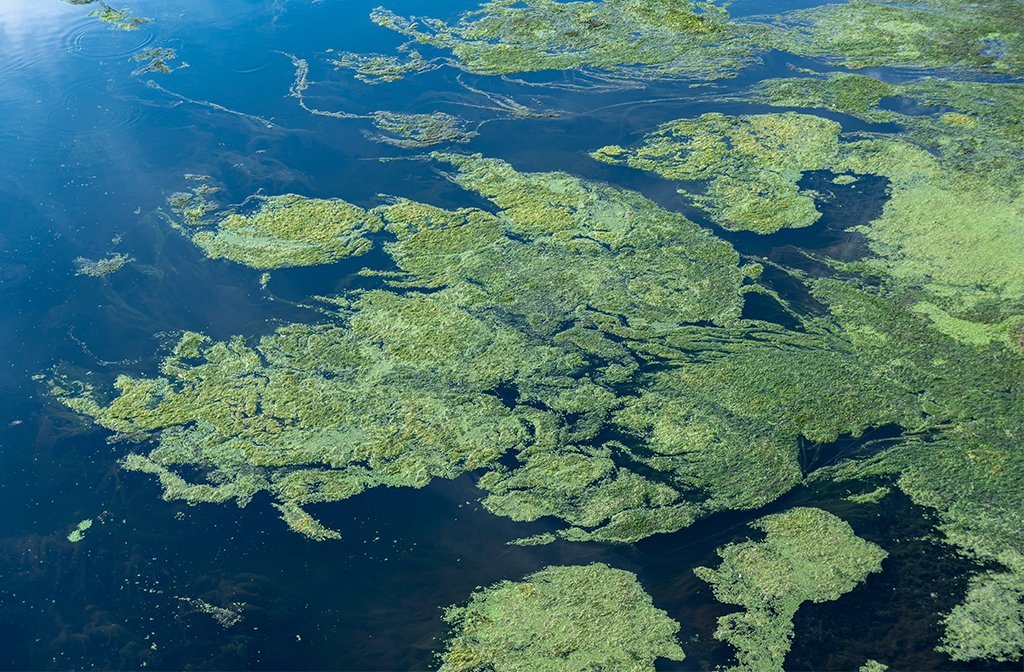 A drought-induced blue-green algae formation (stock photo). Image Juergen Wackenhut ShutterstockImage: Juergen Wackenhut/Shutterstock.