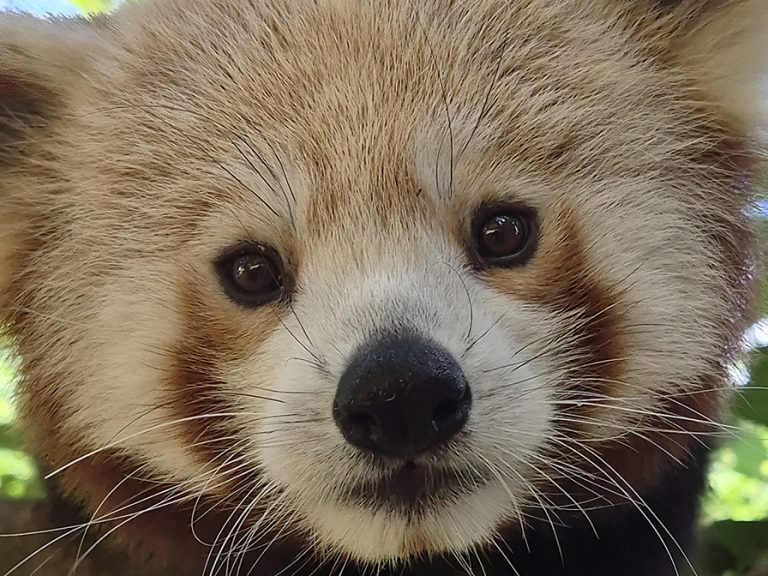 Kochi the Red Panda with lots of fine read hair around his face, and big black eyes staring right into the camera. He has long white whiskers. Image Zoo du Bassin Arcachon La Teste