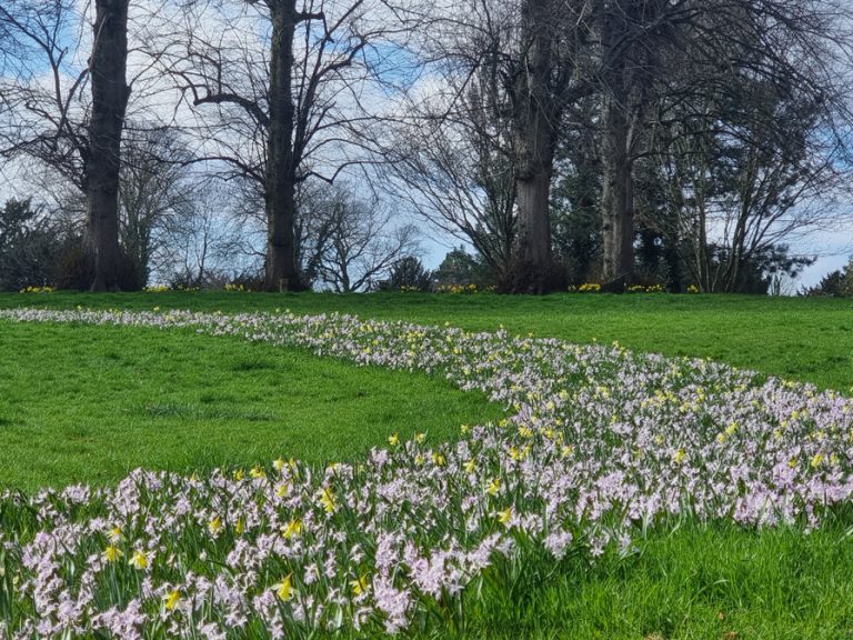 Spring crocuses at The Spinney in Kempston.